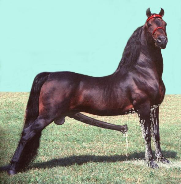 Morgan_Horse_1-proud_pose_on_grass.jpg