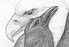 Eagle and Didlika