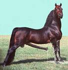 Morgan_Horse_1-proud_pose_on_grass