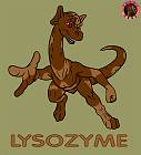 T-Shirt-Lysozyme