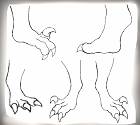 Paws of anthroraptors